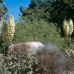 Yucca whipplei in Desert Section, SBBG, 6/1973