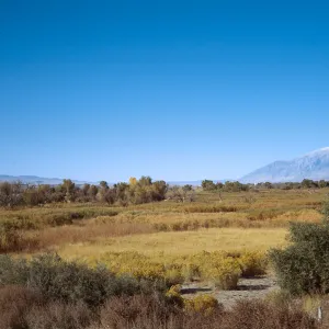 Owens Valley, just East of Bishop, White Mountains in background, October, 1973