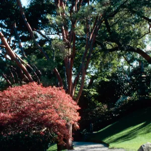 Huntington Gardens above Japanese Garden
