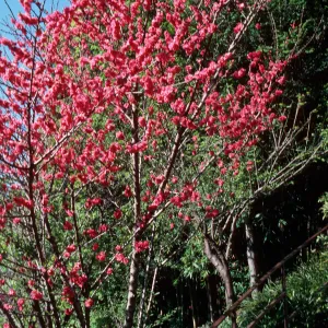 Huntington Gardens, Japanese Garden