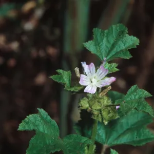 Malva nicaeenis, Pt. Sal, Corrallitos Rd., from Eurasia
