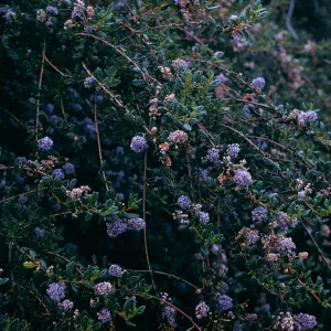Rancho Santa Ana (California Lilac)