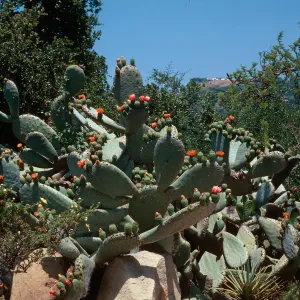 Prickly Pear in bloom, SBBG