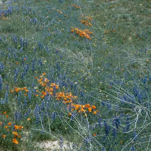 Wildflowers near Gorman