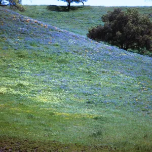 Foxen Canyon