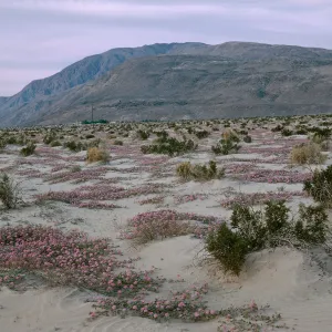 Sand Verbena, Borrego