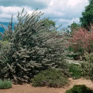 Mountain lilacs (California Lilac), Rancho Santa Fe