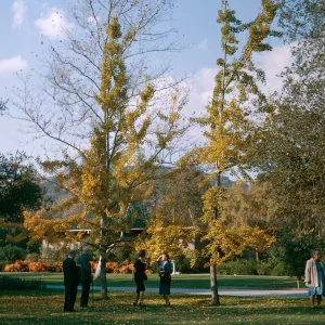 Ginko trees, Descanso