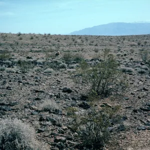 Greasewood, Creosote bush