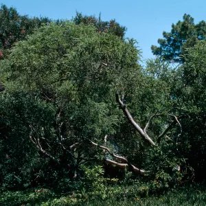 Acacia, Master Gardener Club tour, Phillips Estate