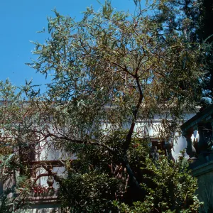 Acacia, Master Gardener Club tour, Phillips Estate