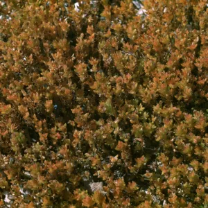 Crassula (tillaea) connata, Reid V. Moran, La CaÃ±ada - 1700'