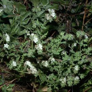 Phacelia species, in head of gully, just South of Graveyard Canyon, Santa Barbara Island
