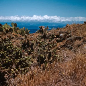 Opuntia prolifera + Opuntia littoralis, just North of lighthouse, Anacapa Island