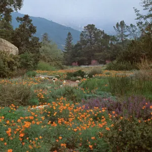 meadow, SBBG