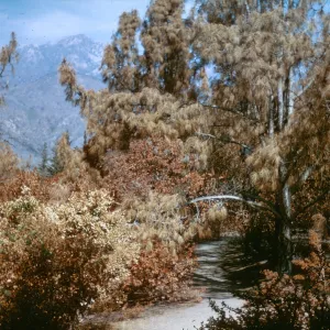 Coyote Fire, Porter Trail after fire, SBBG, Oct â€˜64