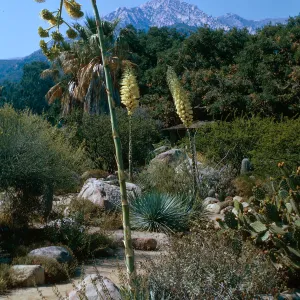 Agave (Century Plant), SBBG