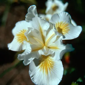 Iris â€˜Canyon Snow', Elizabeth de Forest Garden
