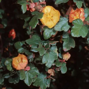 Fremontia californica