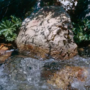 Peltiphyllum peltatum