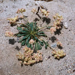 Calyptridium umbellatum