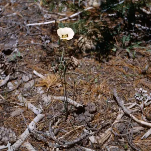Calochortus, W. fork Chiquito Creek