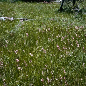 Dodecatheon, Tioga Rd.