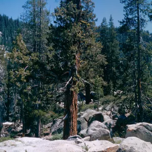 Juniperus occidentalis