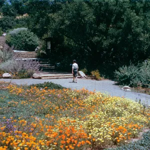 steps & lawn, Meadow, Spring, 1962