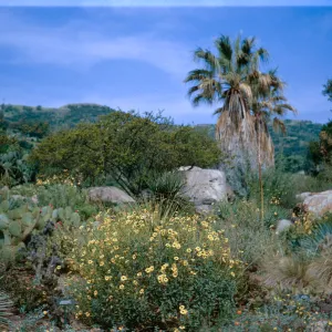 Desert Section, SBBG