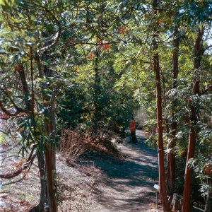 Ironwoods, Porter Trail, SBBG