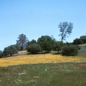 461, carpet of wildflowers, near Santa Margarita, April, 1978