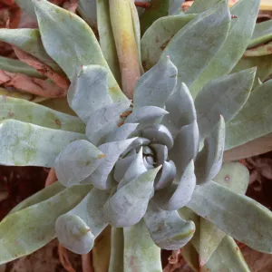 Dudleya (liveforevers) species