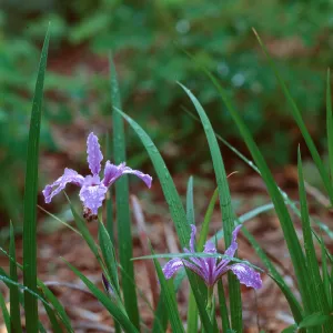 Native California Iris