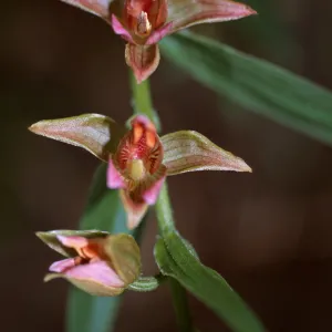 Epipactis