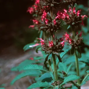 Arroyo Section, SBBG