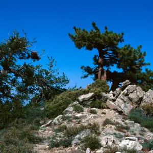 Mt Pinos