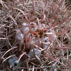 Cottontop Cactus, Echinocactus polycephalus