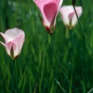 Calochortus