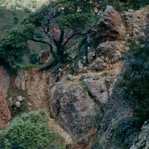 Quercus dumosa, Santa Cruz Island