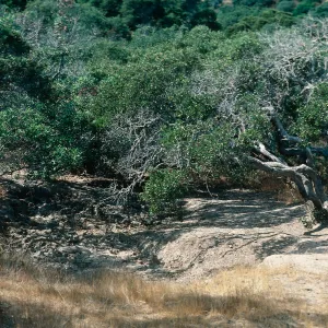 Arctostaphylos insularis, Santa Cruz Island