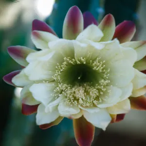 Cereus peruvianus, home on Lincoln Drive