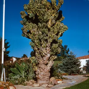 Cereus peruvianus monstrosus, Otto Eishels Hope Ranch farm