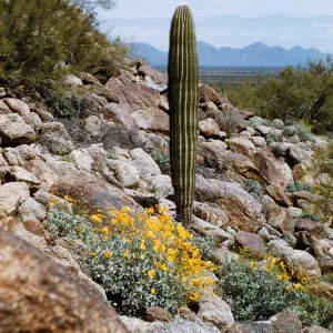 Saguaro + Encelia, near Cane Creek, Baja California