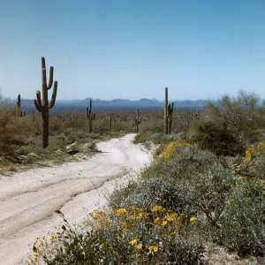 Desert road, Pinnacle Peak Park, Arizona