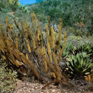Bergerocactus emoryi, Arroyo San Antonio, Baja California, Mexico