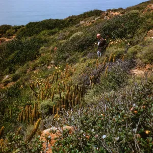 Bergerocactus emoryi, Point Loma, San Diego, California