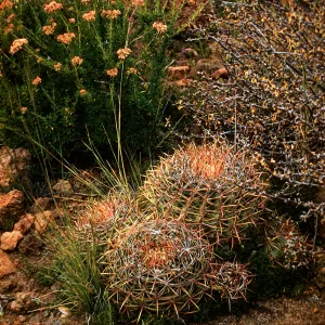 Ferocactus viridescens, San Diego, California