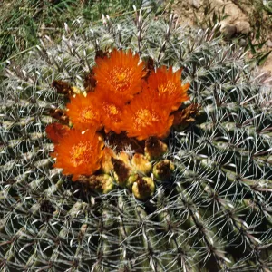 Ferocactus wisliziensis, Arivaca, Pima County, Arizona