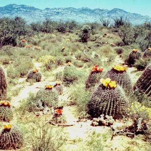 A field of Barrel Cactus
